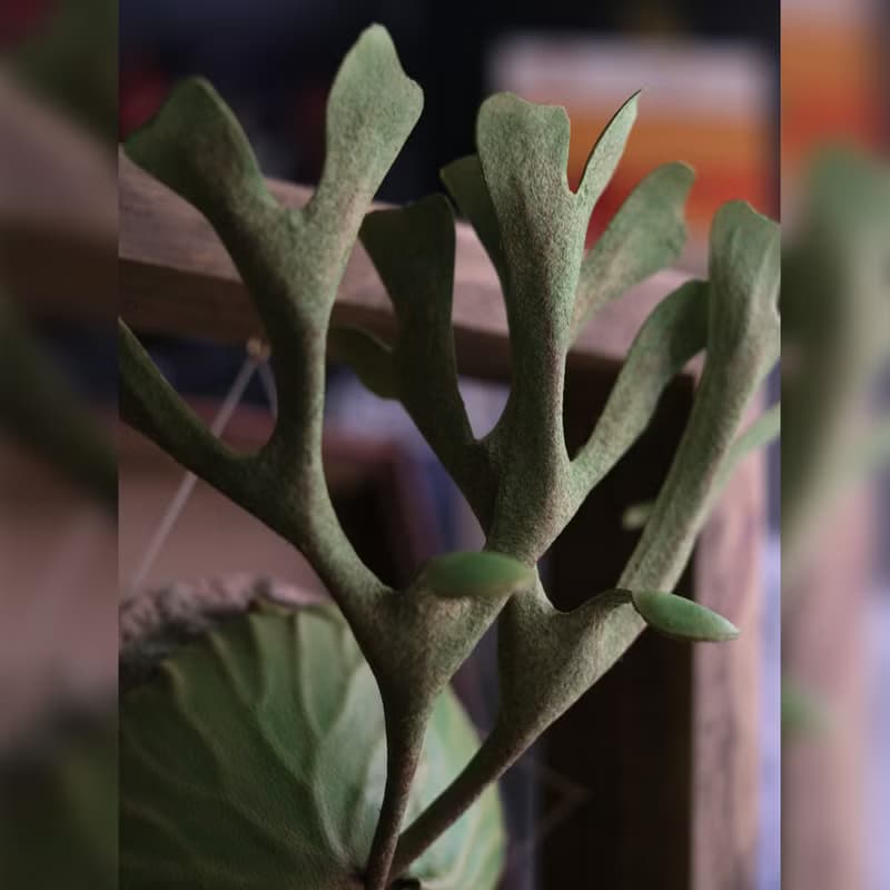 P. ridleyi 亞洲猴腦 鹿角蕨 皮革工藝