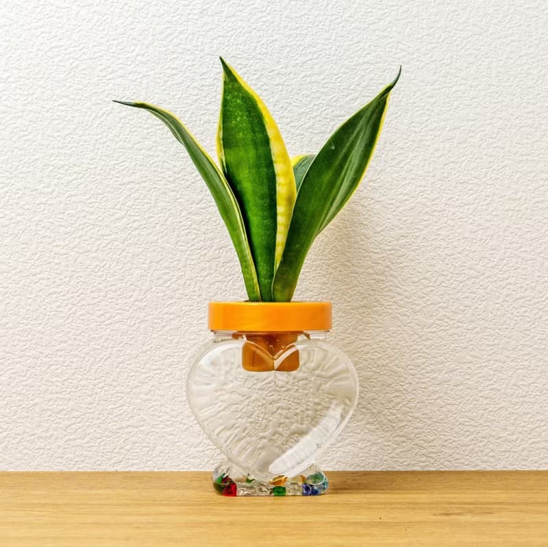 水培虎尾蘭 桌上型盆栽 觀葉植物 禮物 盆栽 交換禮物 辦公室小物