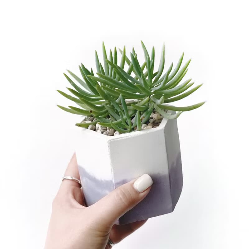 (現貨) 莫蘭迪紫系列 | 美空鉾 藍月亮 六邊形雙色水泥多肉植栽