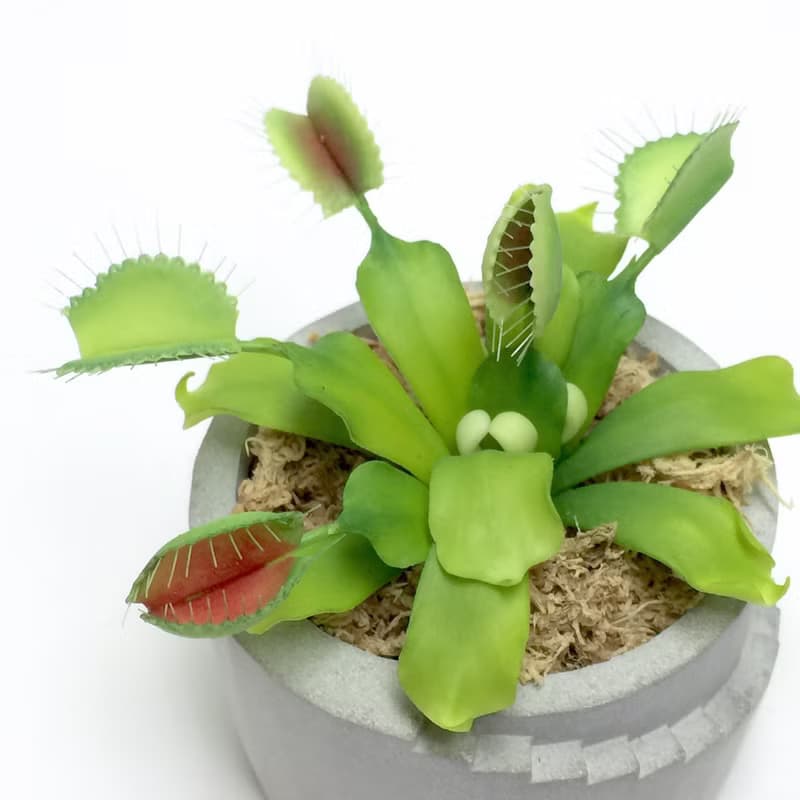 仿生黏土食蟲植物 捕蠅草