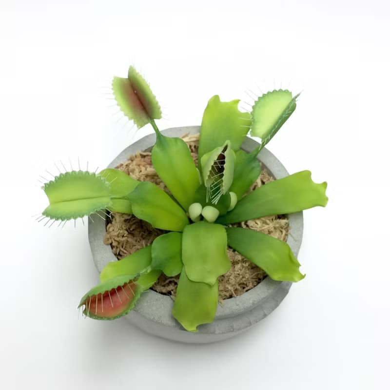 仿生黏土食蟲植物 捕蠅草