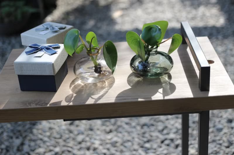 水培植栽│荷葉椒草_室內植物 辦公室盆栽 店內擺設 送禮