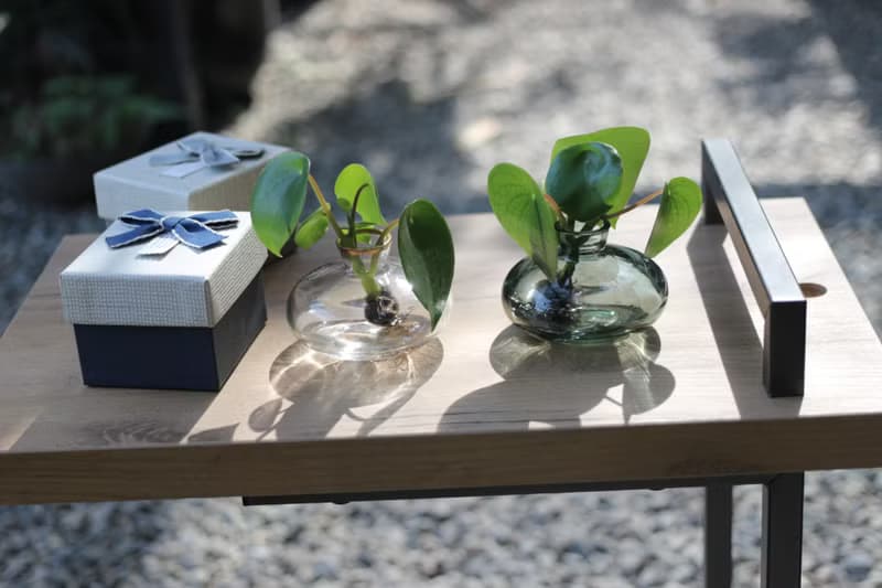 水培植栽│荷葉椒草_室內植物 辦公室盆栽 店內擺設 送禮