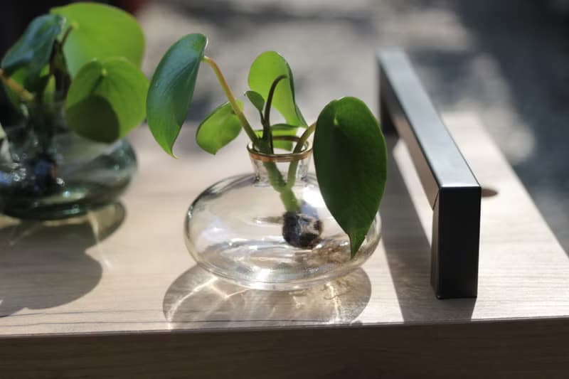水培植栽│荷葉椒草_室內植物 辦公室盆栽 店內擺設 送禮