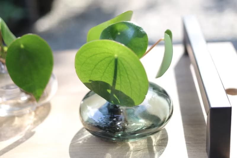 水培植栽│荷葉椒草_室內植物 辦公室盆栽 店內擺設 送禮