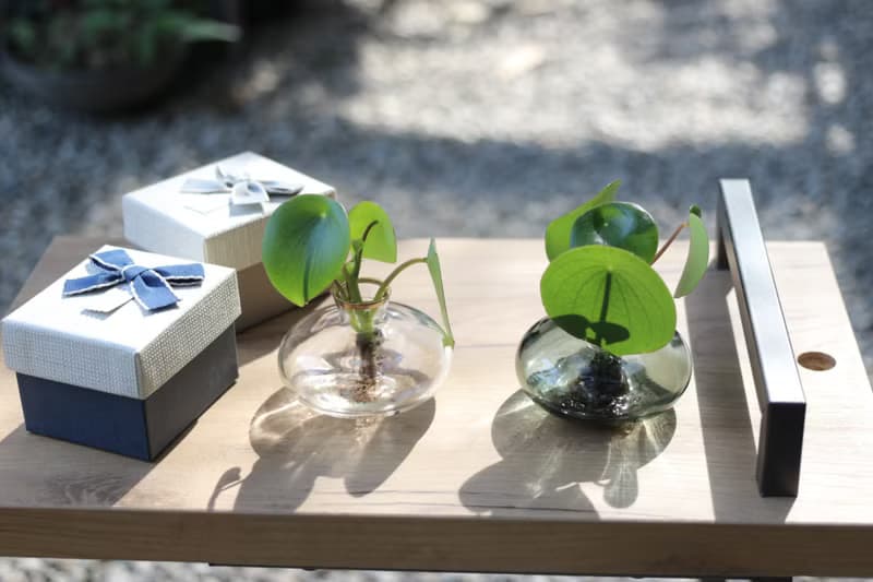 水培植栽│荷葉椒草_室內植物 辦公室盆栽 店內擺設 送禮