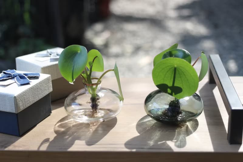 水培植栽│荷葉椒草_室內植物 辦公室盆栽 店內擺設 送禮
