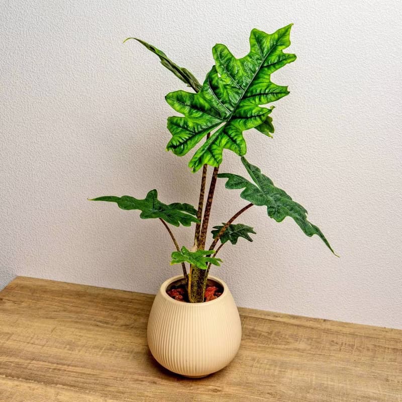 傑克林觀音蓮 線條圓陶盆淺黃色 窄口 桌上型盆栽 開幕送禮 喬遷