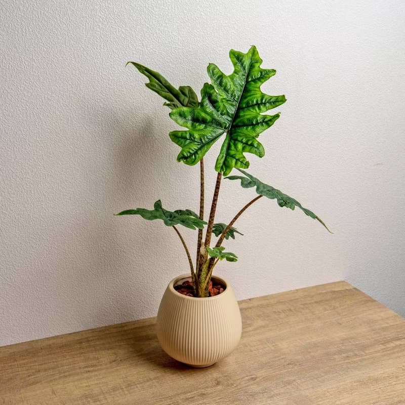 傑克林觀音蓮 線條圓陶盆淺黃色 窄口 桌上型盆栽 開幕送禮 喬遷