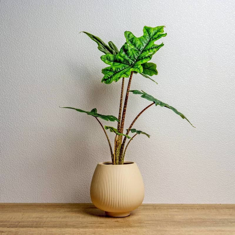 傑克林觀音蓮 線條圓陶盆淺黃色 窄口 桌上型盆栽 開幕送禮 喬遷