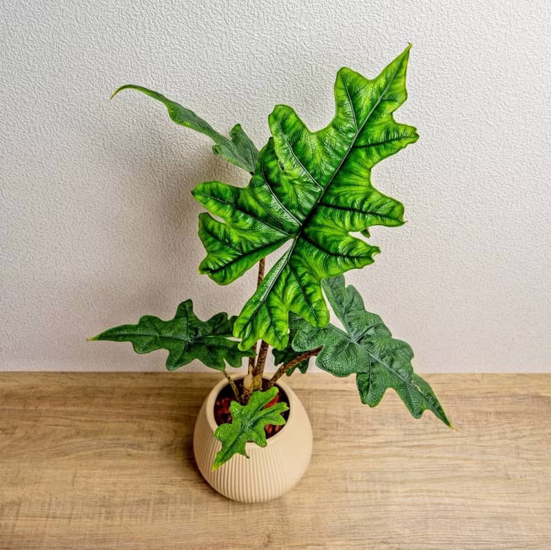 傑克林觀音蓮 線條圓陶盆淺黃色 窄口 桌上型盆栽 開幕送禮 喬遷