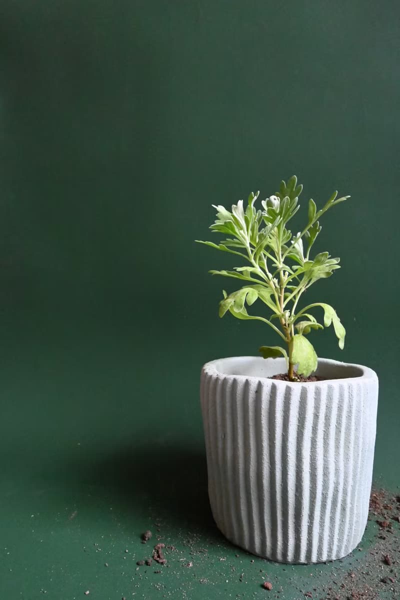 芙蓉盆栽/花盆/盆器/手作/泥作花盆