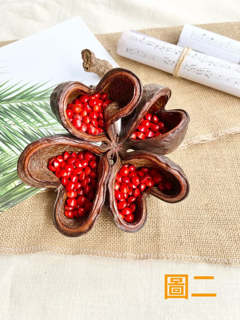 植物擺飾-心型掌葉蘋婆+相思豆/乾燥果實/快速出貨