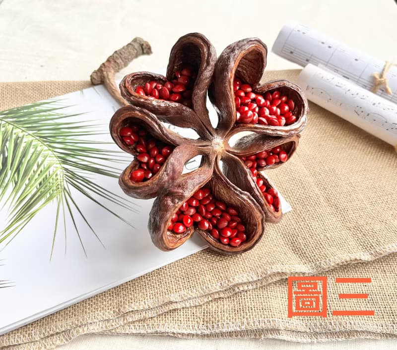 植物擺飾-心型掌葉蘋婆+相思豆/乾燥果實/快速出貨