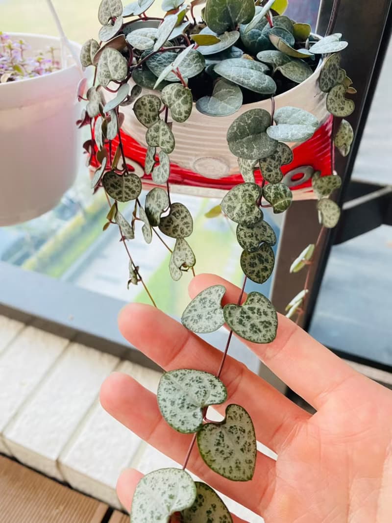 手作雜貨 DIY鐵罐手工創作 蝶谷巴特創意鐵罐