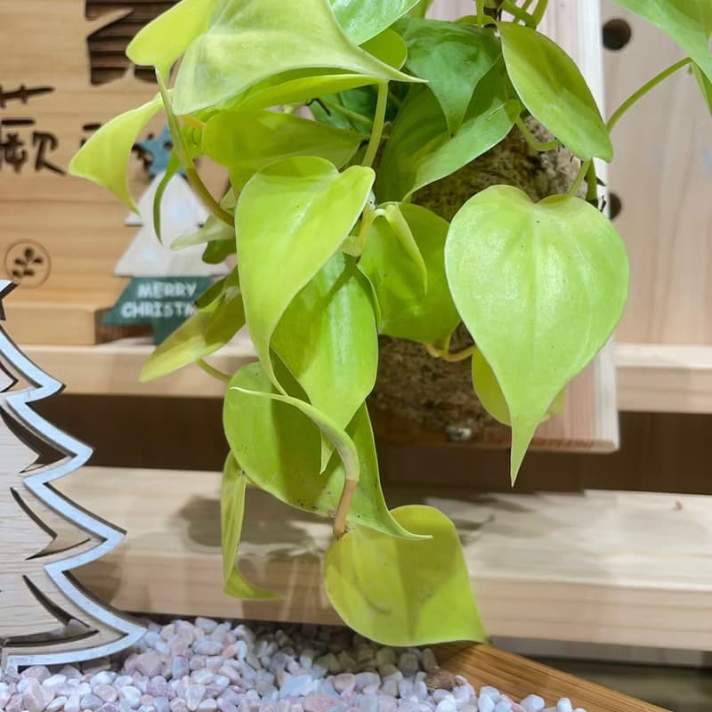 【植蕨所在】 陽光心葉蔓綠絨 上板植物 水苔植物上板 觀葉植物