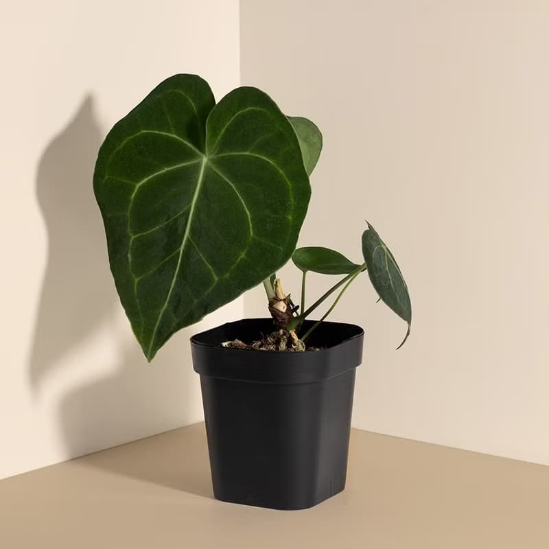 圓葉花燭