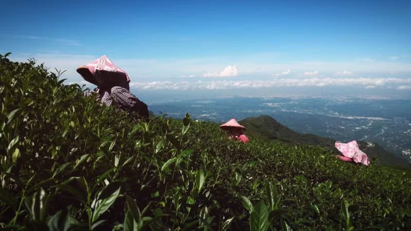 【免運組】【獨家禮盒】 阿里山雙茶禮