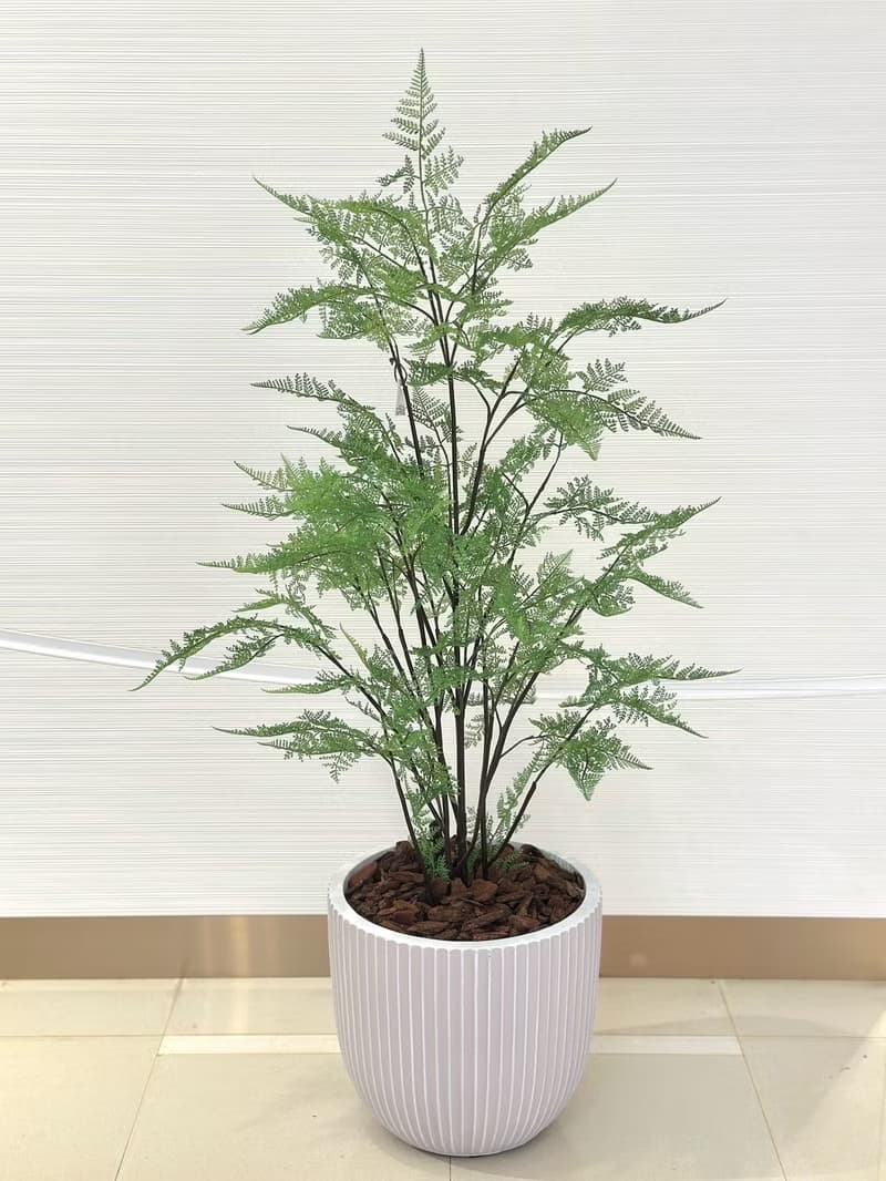 自然感叢生蕨樹植栽 免運專人配送限雙北市 其餘地區需補運費