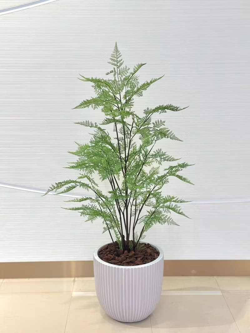 自然感叢生蕨樹植栽 免運專人配送限雙北市 其餘地區需補運費