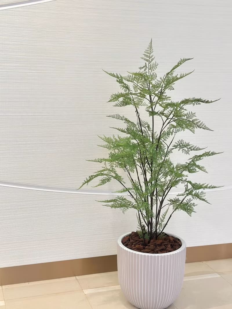 自然感叢生蕨樹植栽 免運專人配送限雙北市 其餘地區需補運費