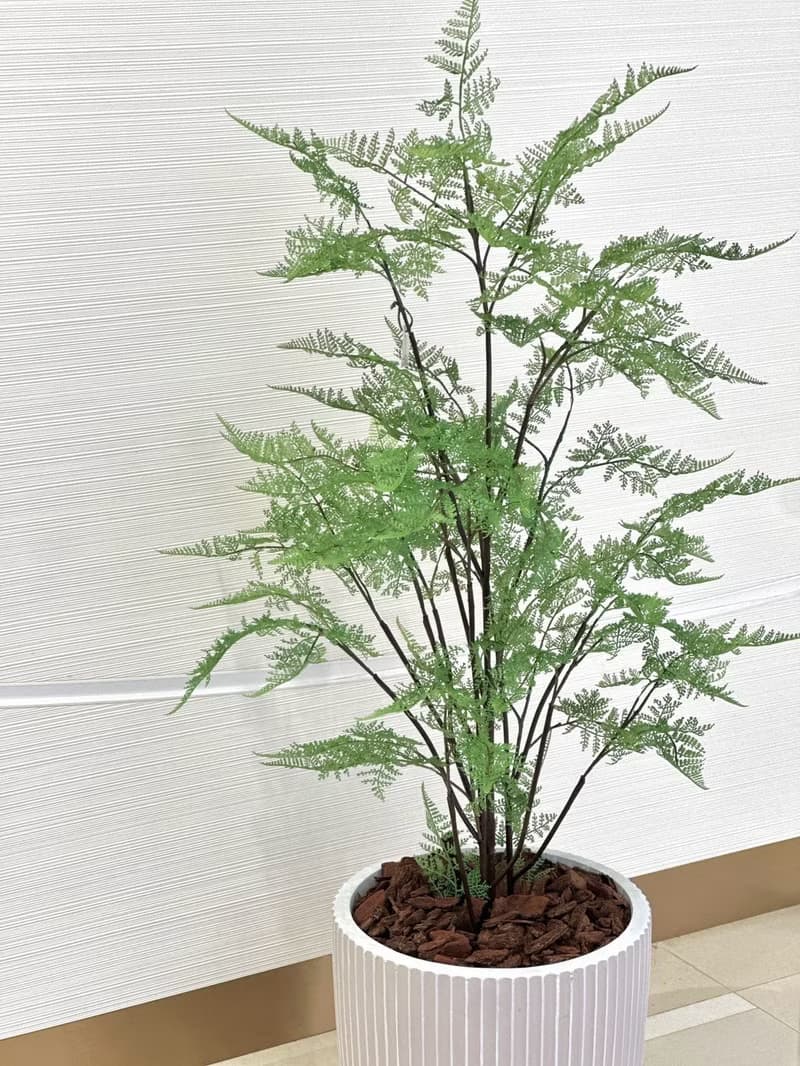 自然感叢生蕨樹植栽 免運專人配送限雙北市 其餘地區需補運費