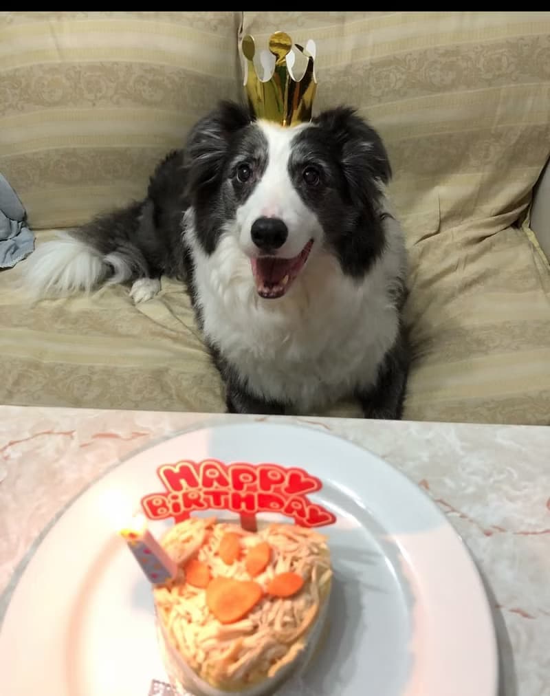 不凋花黑白狗仔花環 | Q版邊境牧羊犬 多色選擇