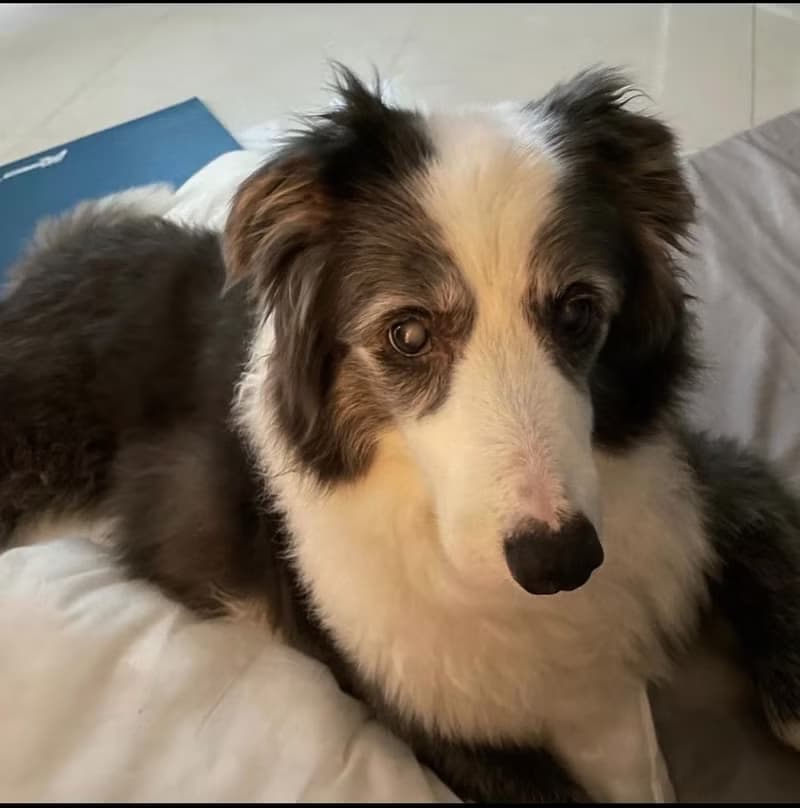 不凋花黑白狗仔花環 | Q版邊境牧羊犬 多色選擇