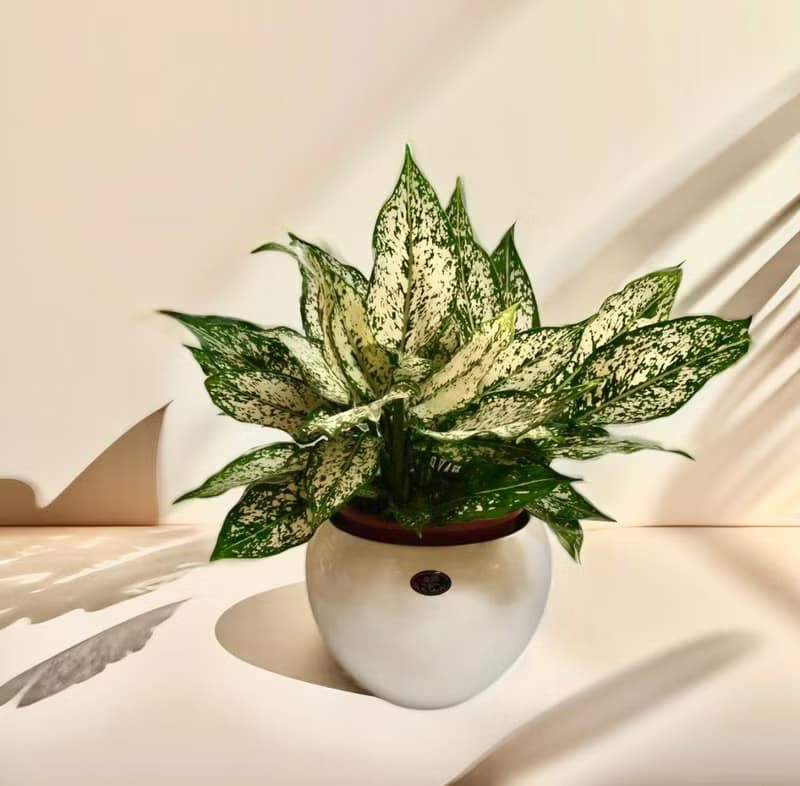 【空氣淨化機】寶玉桌上型盆栽簡約觀葉植物送禮自用浴室客廳擺設