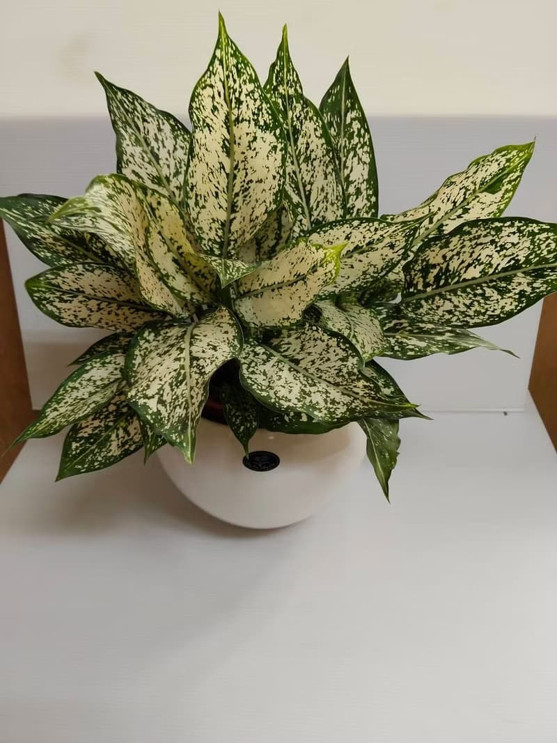 【空氣淨化機】寶玉桌上型盆栽簡約觀葉植物送禮自用浴室客廳擺設