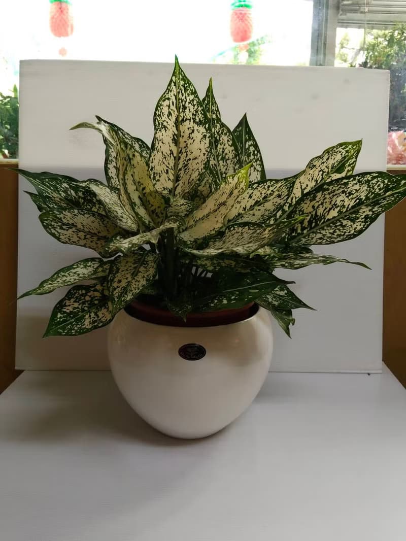 【空氣淨化機】寶玉桌上型盆栽簡約觀葉植物送禮自用浴室客廳擺設