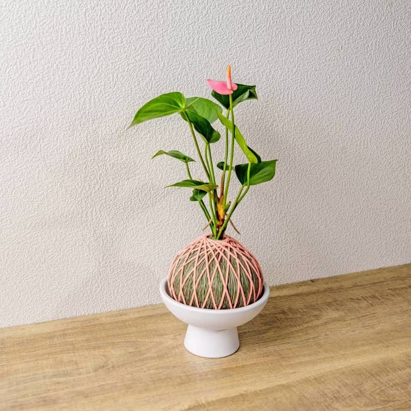 苔球植物 粉紅火鶴墨綠苔球加磨砂高腳缽 苔球 苔玉 禮物 送禮