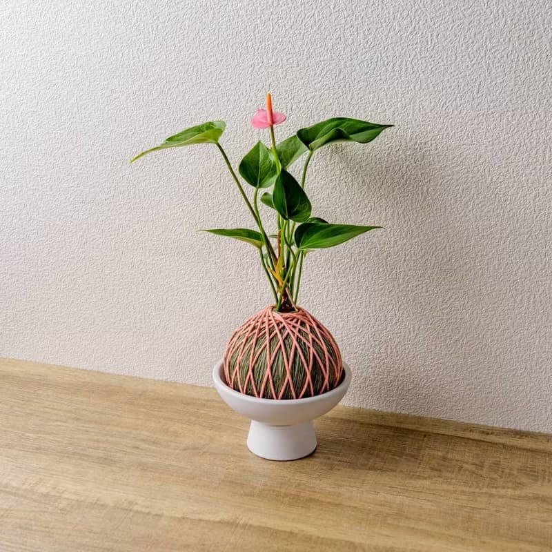 苔球植物 粉紅火鶴墨綠苔球加磨砂高腳缽 苔球 苔玉 禮物 送禮