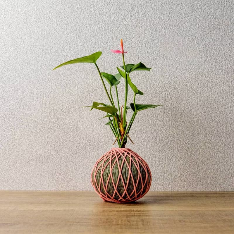 苔球植物 粉紅火鶴墨綠苔球加磨砂高腳缽 苔球 苔玉 禮物 送禮