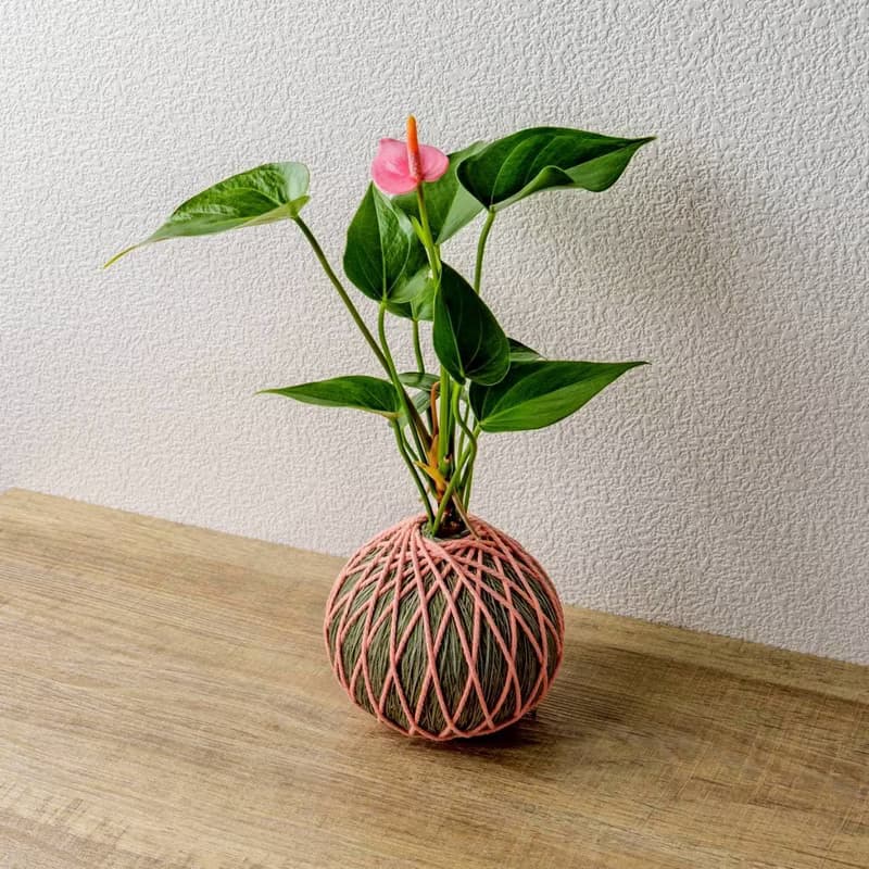 苔球植物 粉紅火鶴墨綠苔球加磨砂高腳缽 苔球 苔玉 禮物 送禮