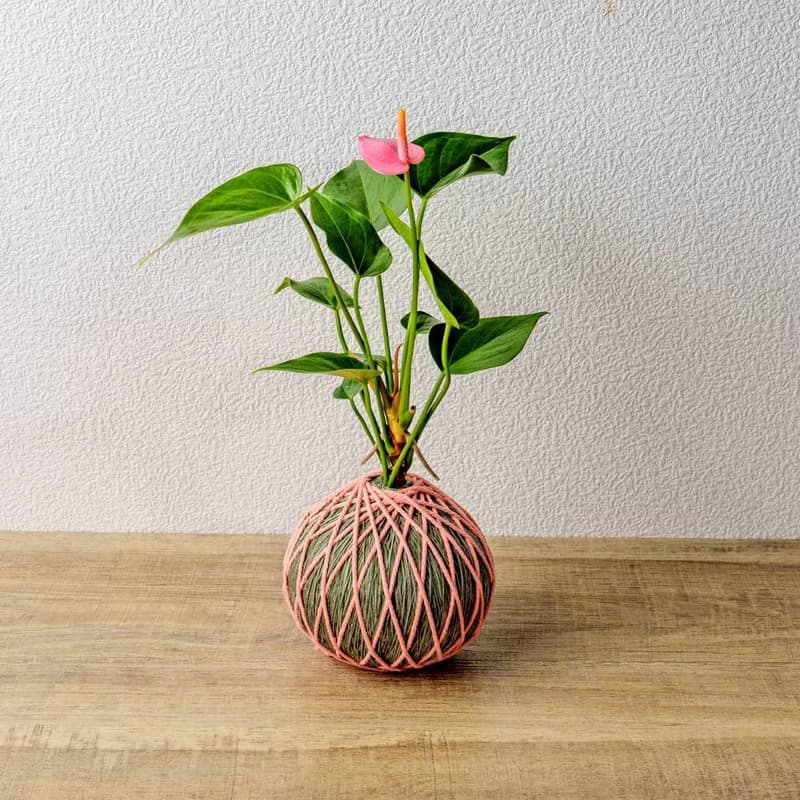 苔球植物 粉紅火鶴墨綠苔球加磨砂高腳缽 苔球 苔玉 禮物 送禮