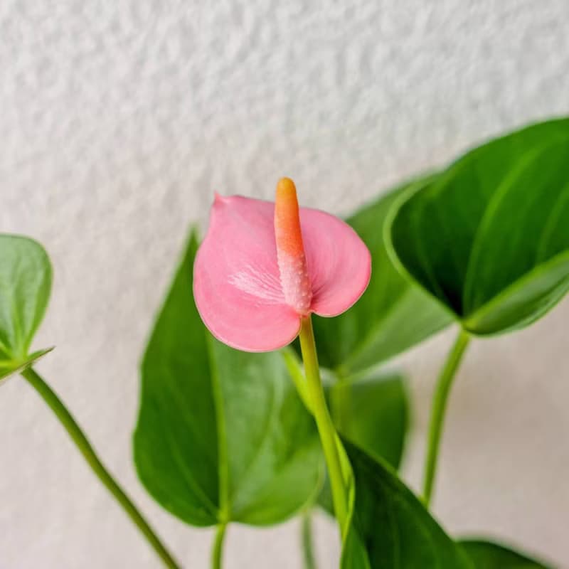 苔球植物 粉紅火鶴墨綠苔球加磨砂高腳缽 苔球 苔玉 禮物 送禮