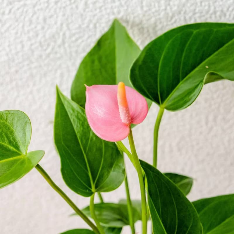 苔球植物 粉紅火鶴墨綠苔球加磨砂高腳缽 苔球 苔玉 禮物 送禮