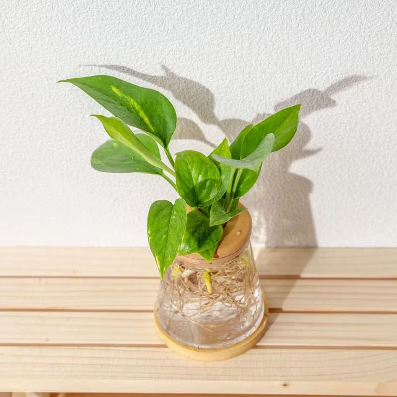 黃金葛 三角水耕盆栽 室內植物 觀葉植物 禮物 水培