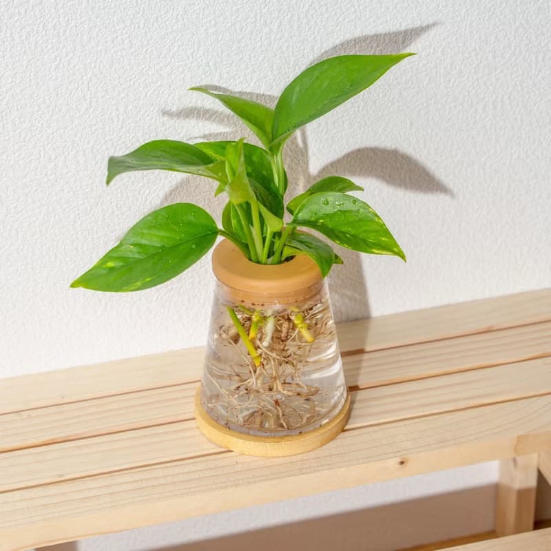 黃金葛 三角水耕盆栽 室內植物 觀葉植物 禮物 水培