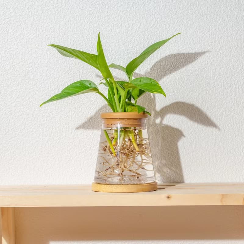黃金葛 三角水耕盆栽 室內植物 觀葉植物 禮物 水培