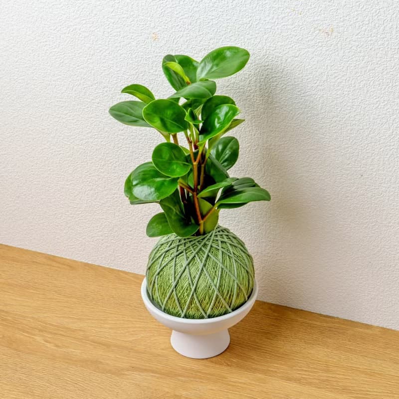 苔球植物 圓葉椒草草綠苔球加磨砂高腳缽 苔球 苔玉 禮物