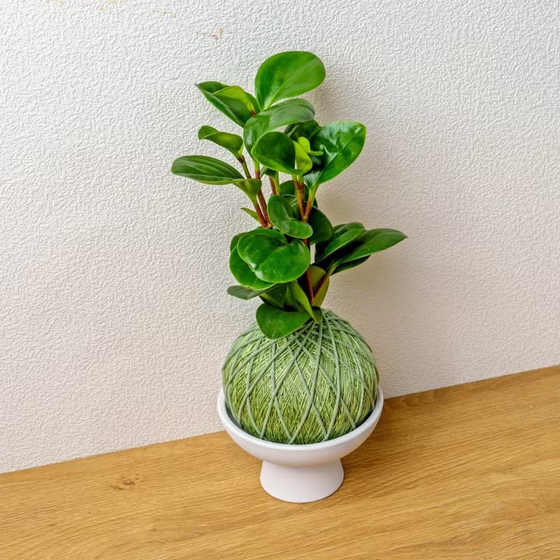 苔球植物 圓葉椒草草綠苔球加磨砂高腳缽 苔球 苔玉 禮物