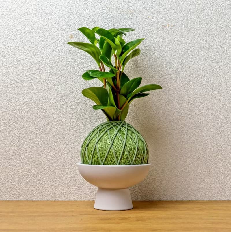 苔球植物 圓葉椒草草綠苔球加磨砂高腳缽 苔球 苔玉 禮物