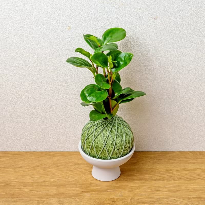 苔球植物 圓葉椒草草綠苔球加磨砂高腳缽 苔球 苔玉 禮物