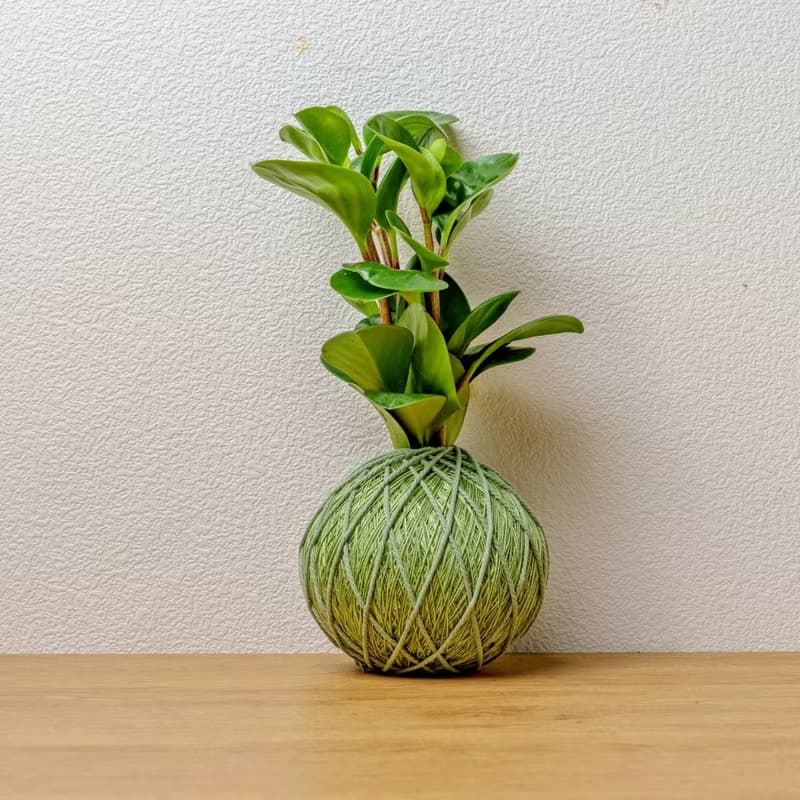 苔球植物 圓葉椒草草綠苔球加磨砂高腳缽 苔球 苔玉 禮物