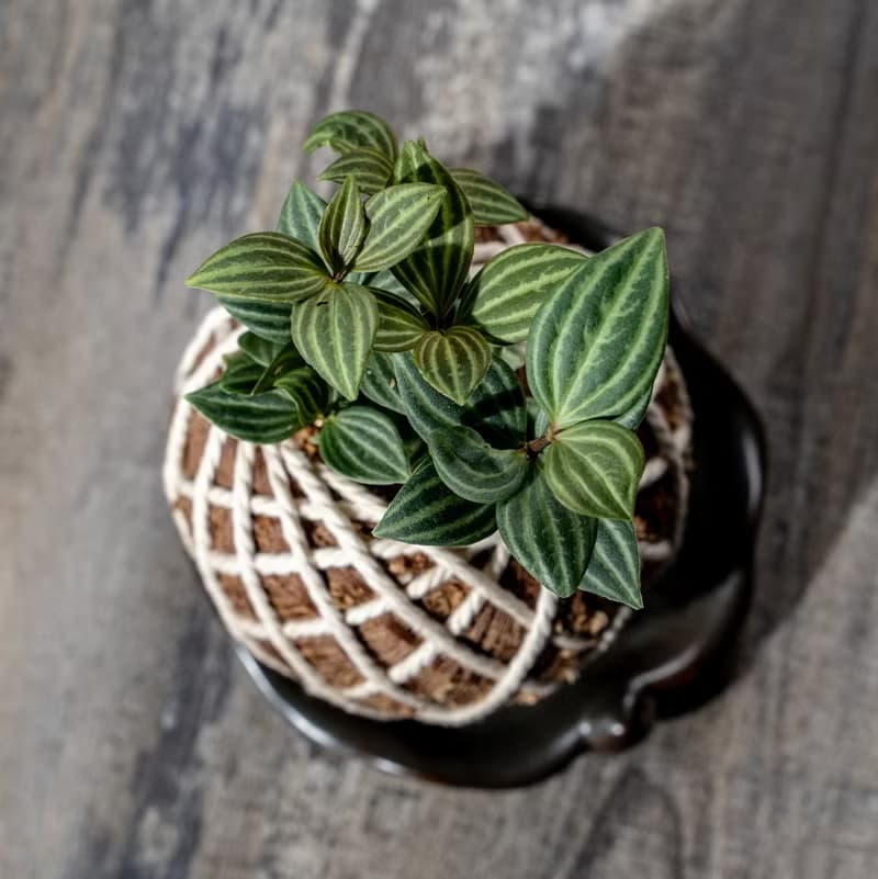 多葉蘭苔球 苔球植物 苔玉 適合室內植物 辦公室植物 交換禮物