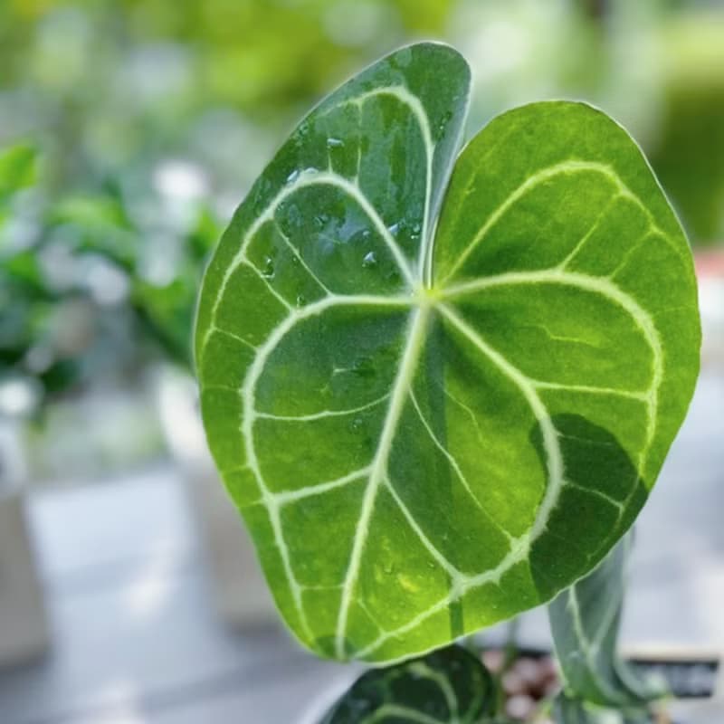 圓葉花燭(明脈花燭) | 居家、喬遷、開幕送禮 | 室內網紅植物