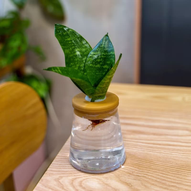 綠紋虎尾蘭 三角水耕盆栽 室內植物 觀葉植物 禮物 水培