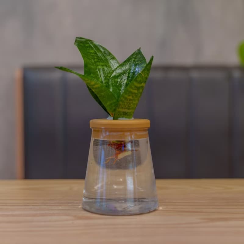 綠紋虎尾蘭 三角水耕盆栽 室內植物 觀葉植物 禮物 水培
